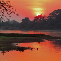 Crocodiles and more - Pantanal